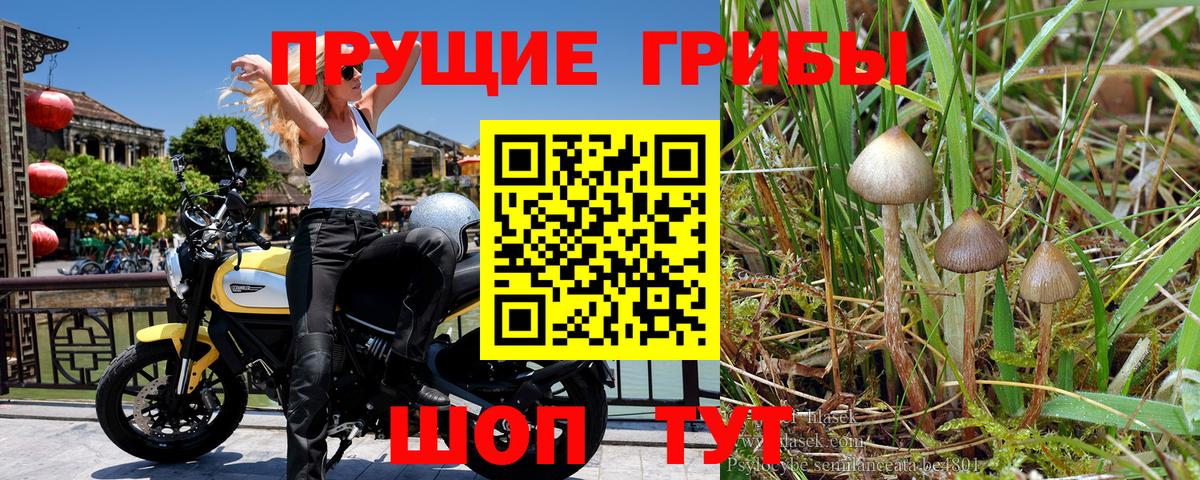 Галлюциногенные грибы MAGIC MUSHROOMS  Вход с VPN  Трёхгорный 